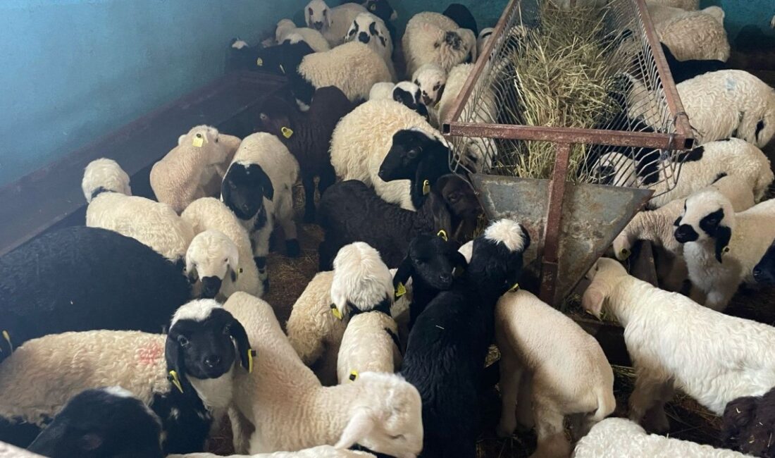 Erzincan kentine bağlı Üzümlü ilçesinde yeni doğan kuzuları küpleme çalışmaları