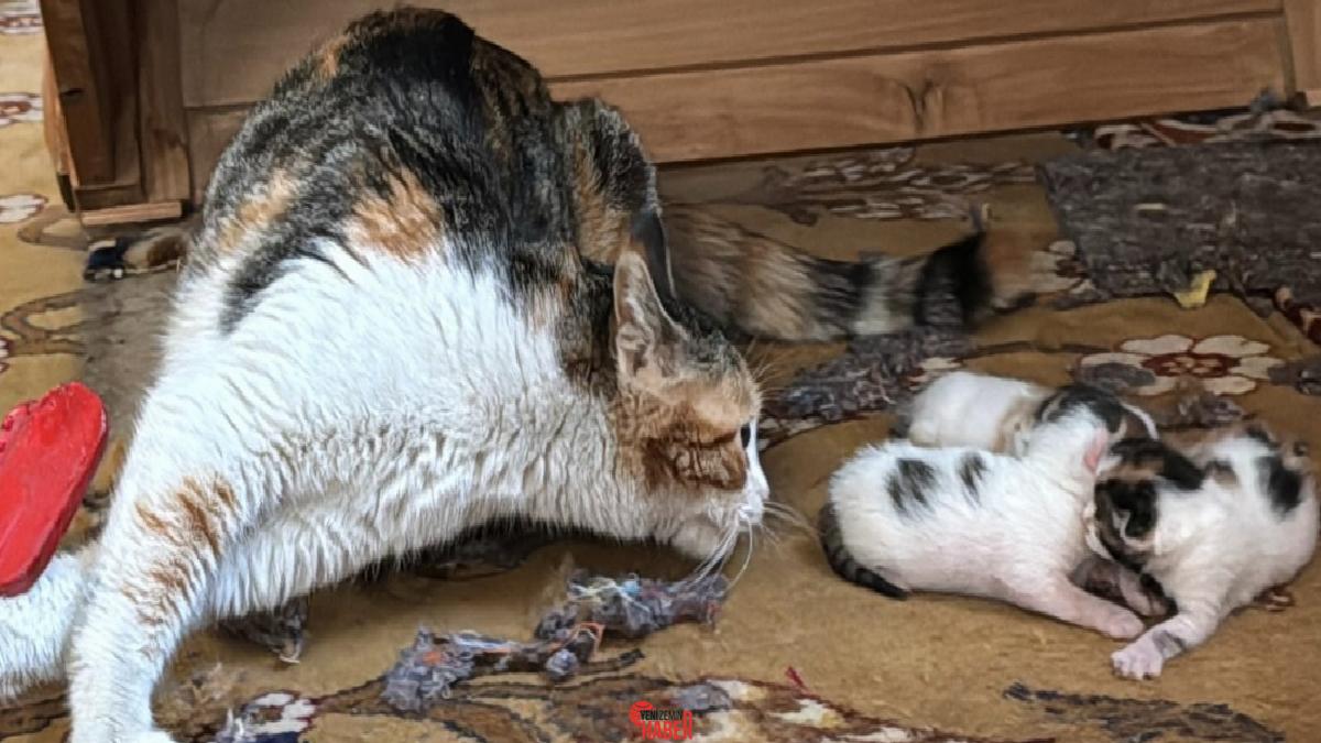 Toroslar ilçesindeki bir mescitteki vaaz kürsüsünün altına yavrulayan anne kedi,